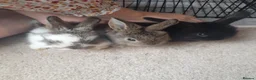 Mini Lop rabbits for sale: Baby Bunnies - very tame! in Malvern - Advert 1