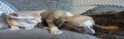 Whippet dogs for sale: Super friendly KC registered whippet pups - Advert 16