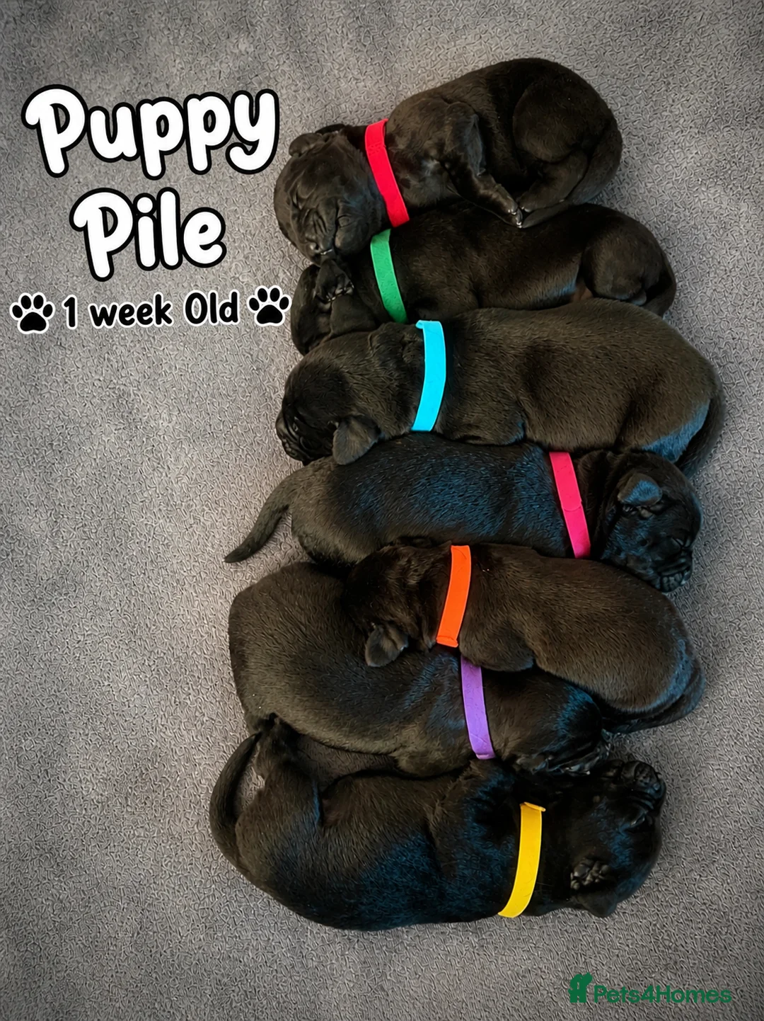 Labrador Retriever dogs for sale: Outstanding Labrador Puppies–Exceptional Pedigree - Advert 2