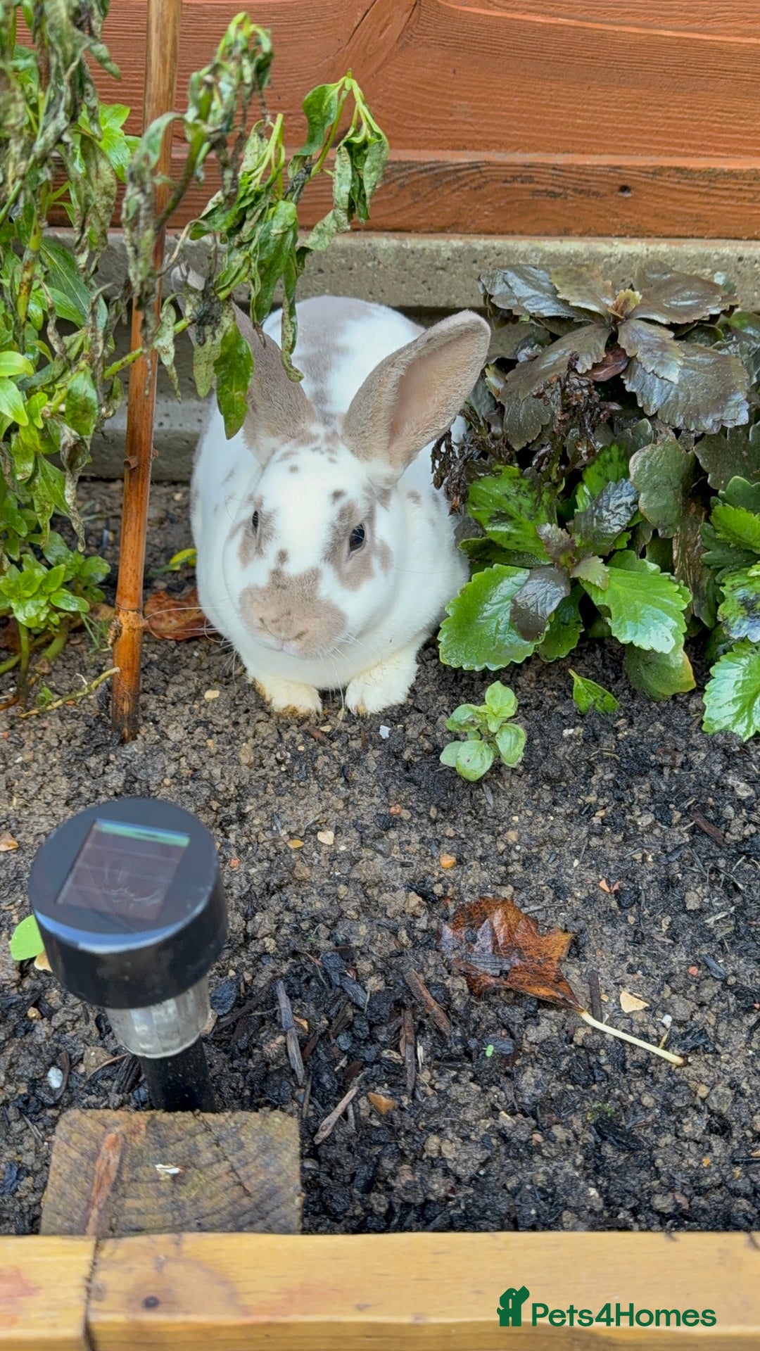 Rex rabbits for sale: 2 x handsome boys & full hutch/equipment  - Advert 3