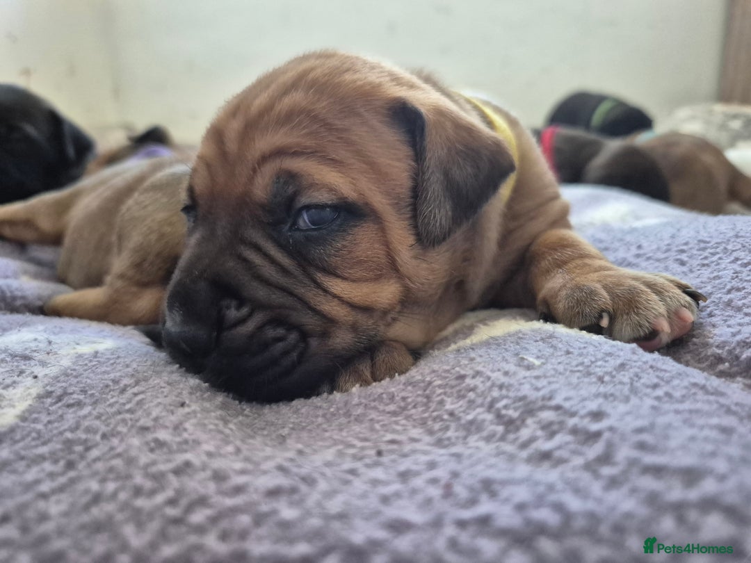 Mixed Breed dogs for sale: Bullmastiff x puppies 🐶  - Image 9