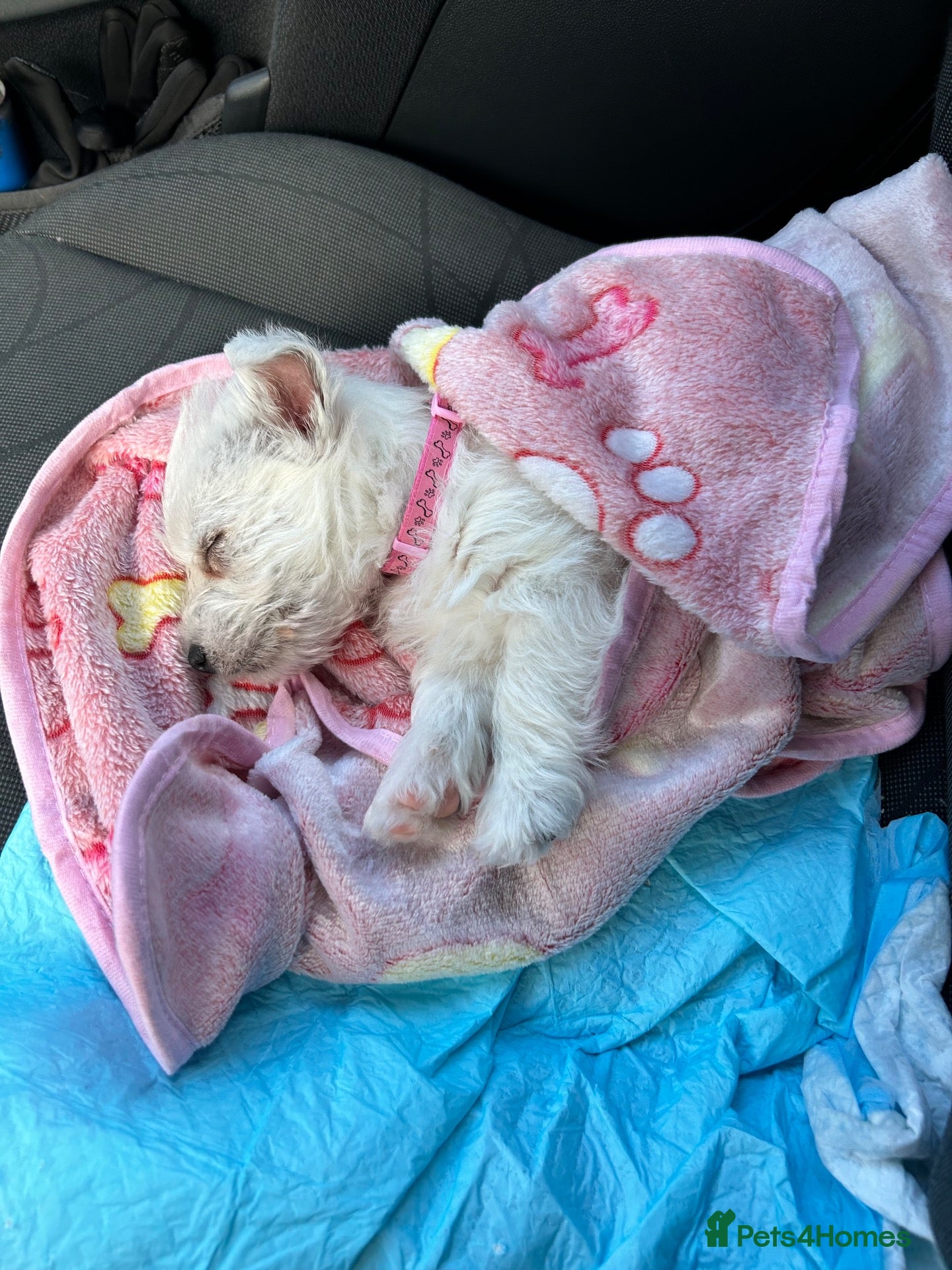 West Highland Terrier dogs Last little man - Advert 4