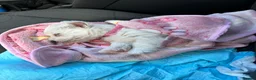 West Highland Terrier dogs for sale: Last little man - Advert 1