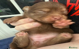 Pomchi dogs for sale:  **  Beautiful Pomchi loved & socialised  - Image 16