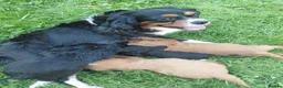Cavapoo dogs for sale: Stunning f1 cavapoos - Advert 5