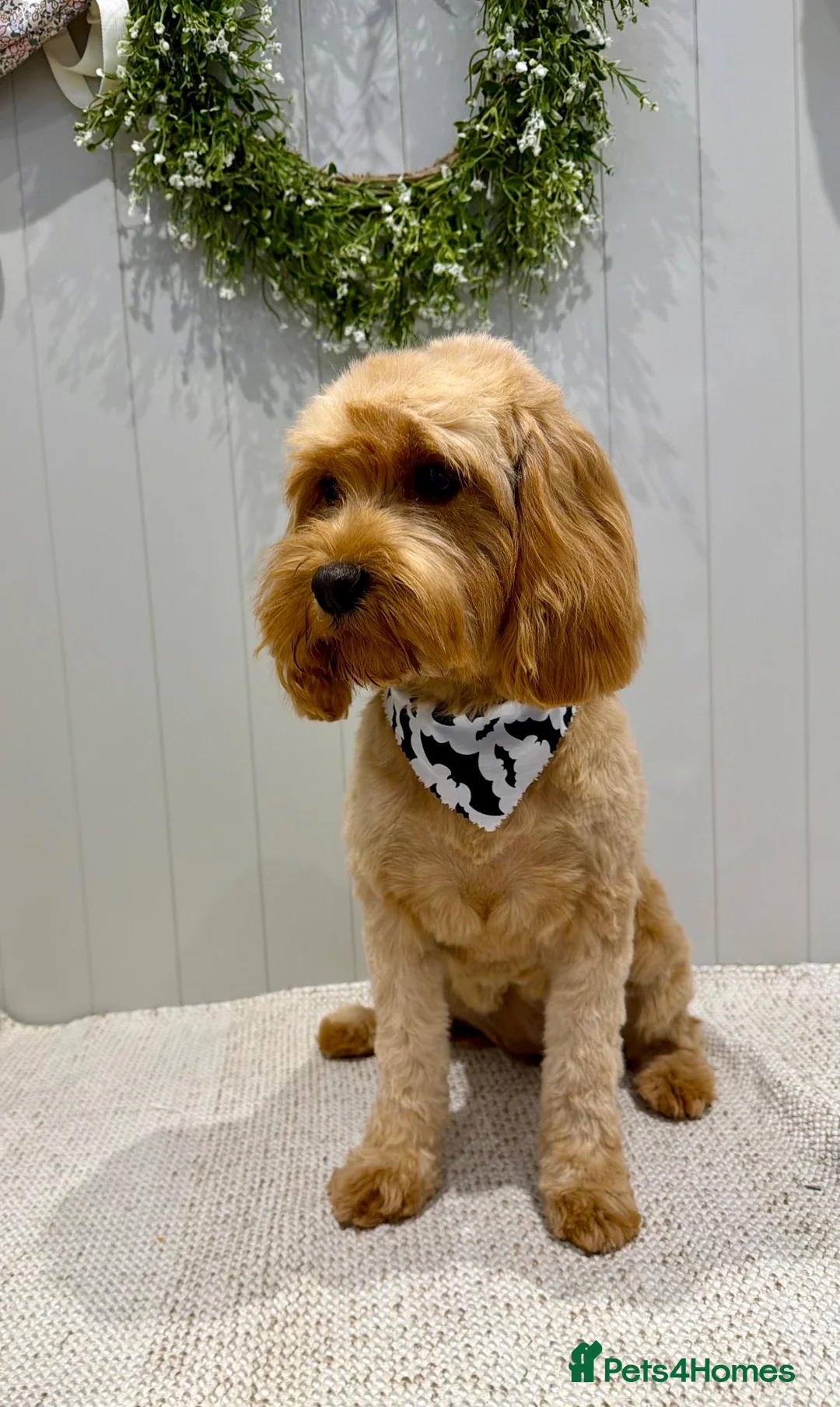 Cavapoo dogs for sale: Lottie 🩷 - Advert 1