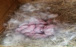 New Zealand rabbits for sale: 11 New zealand rabbits for Sale - Image 4