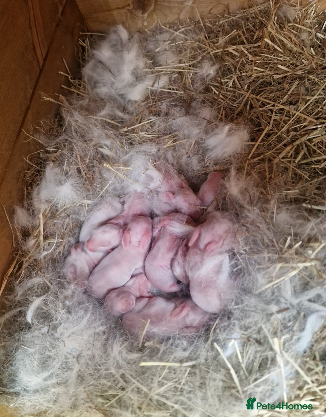 New Zealand rabbits for sale: 11 New zealand rabbits for Sale - Image 4