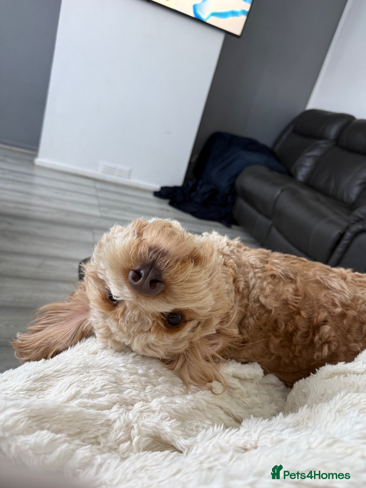 Cockapoo dogs 6 Gorgeous Cockapoo Puppies Seeking Loving Homes - Advert 1