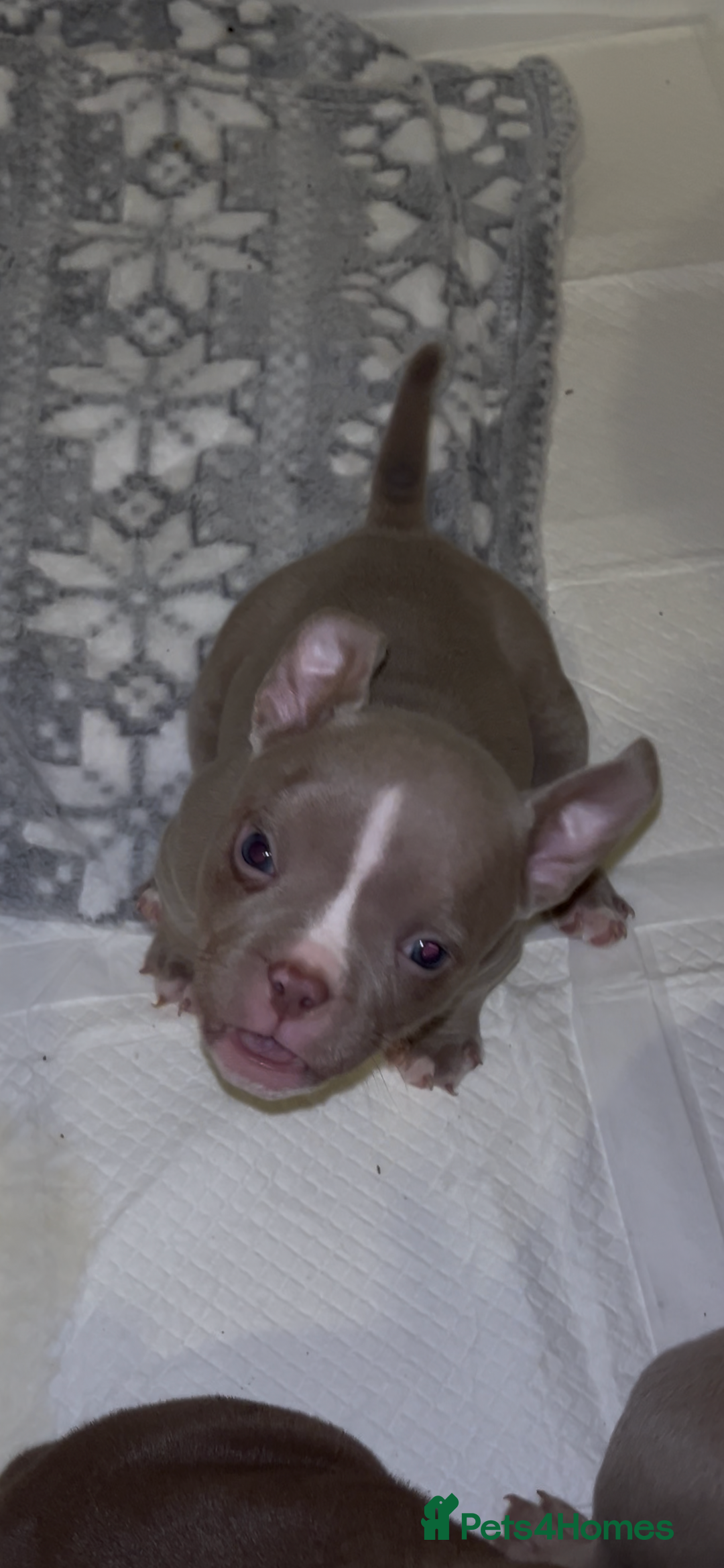 American Bully dogs for sale: Lilac’s Miniature microbully’ puppy’s - Advert 7
