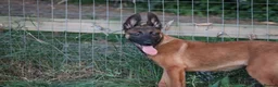 Belgian Shepherd Dog dogs for sale: Pups from world champion CHANCE - Advert 36