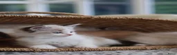 Ragdoll cats for sale: Tica Registered 💎 Ragdoll Kittens - Advert 4