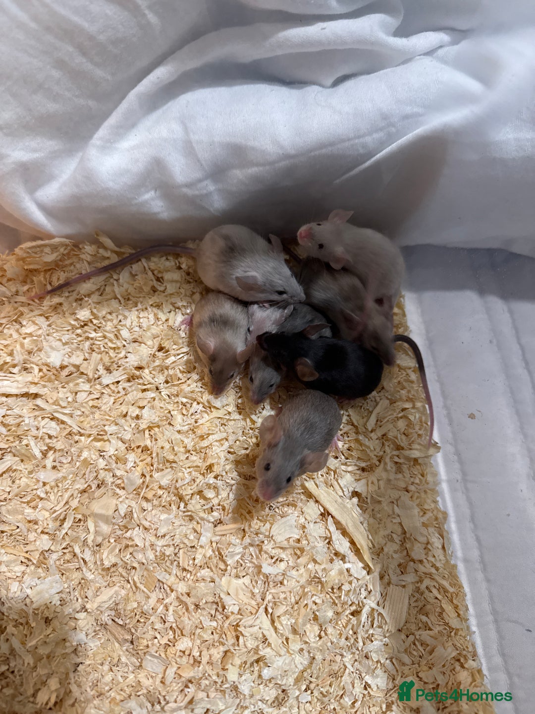 Mouse rodents for sale: Baby mice for sale - Advert 1
