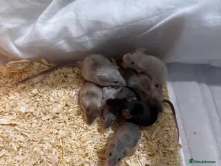 Mouse rodents Male mice for good homes - Advert 5