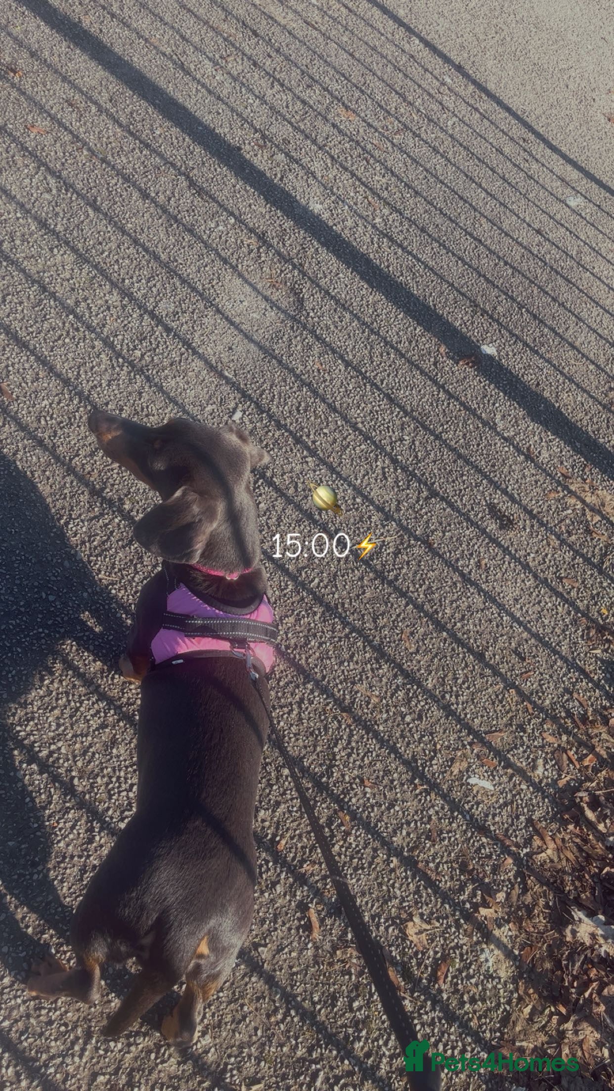 Dachshund dogs Female intact full size dachshund  - Advert 2