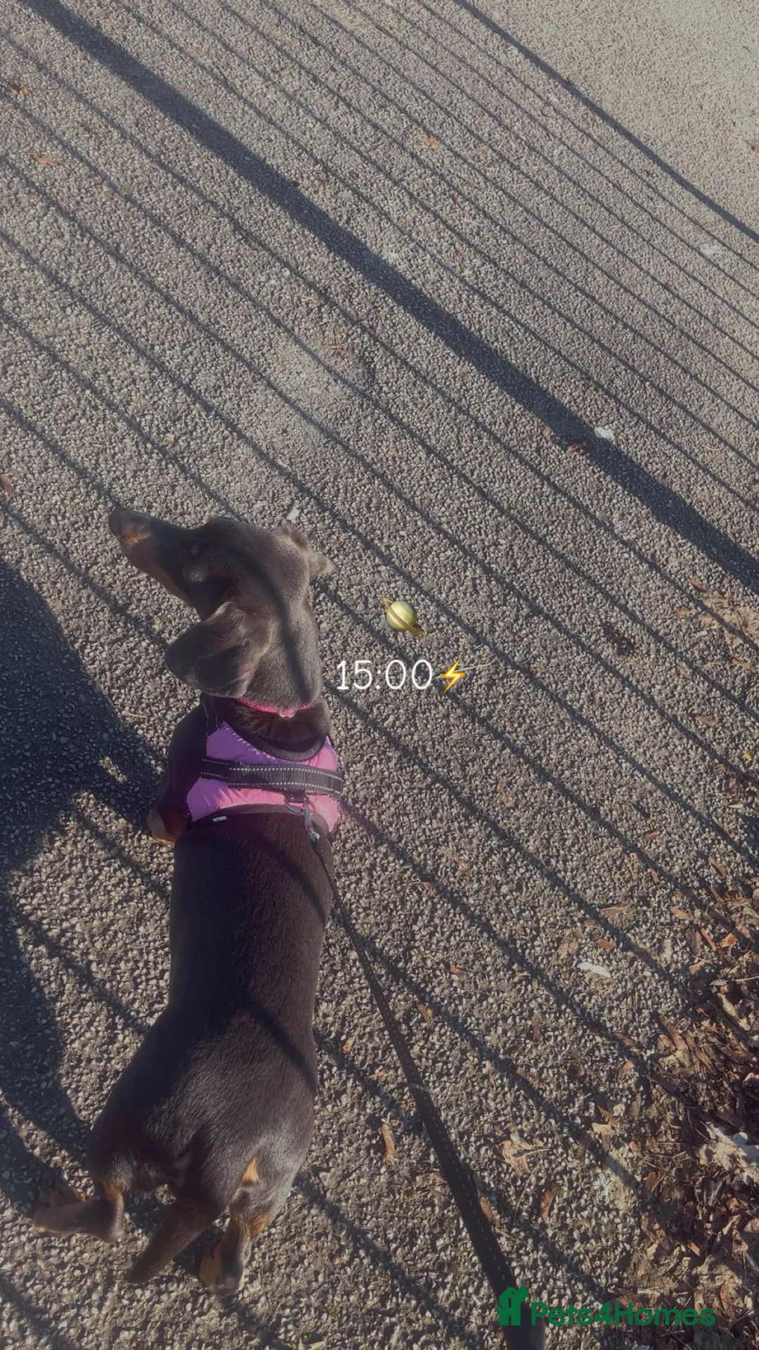 Dachshund dogs for sale: Female intact full size dachshund  in Birmingham - Advert 1