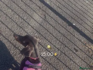 Dachshund dogs Female intact full size dachshund - Advert 2