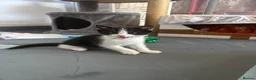 Mixed Breed cats for sale: Gorgeous kittens 🐱  - Advert 3