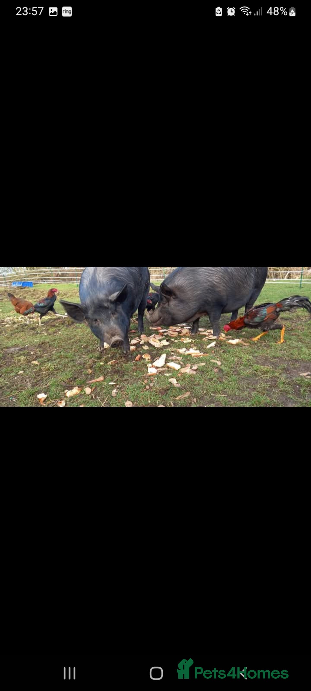 Pig livestock for sale: Ronnie and reggie  - Image 24