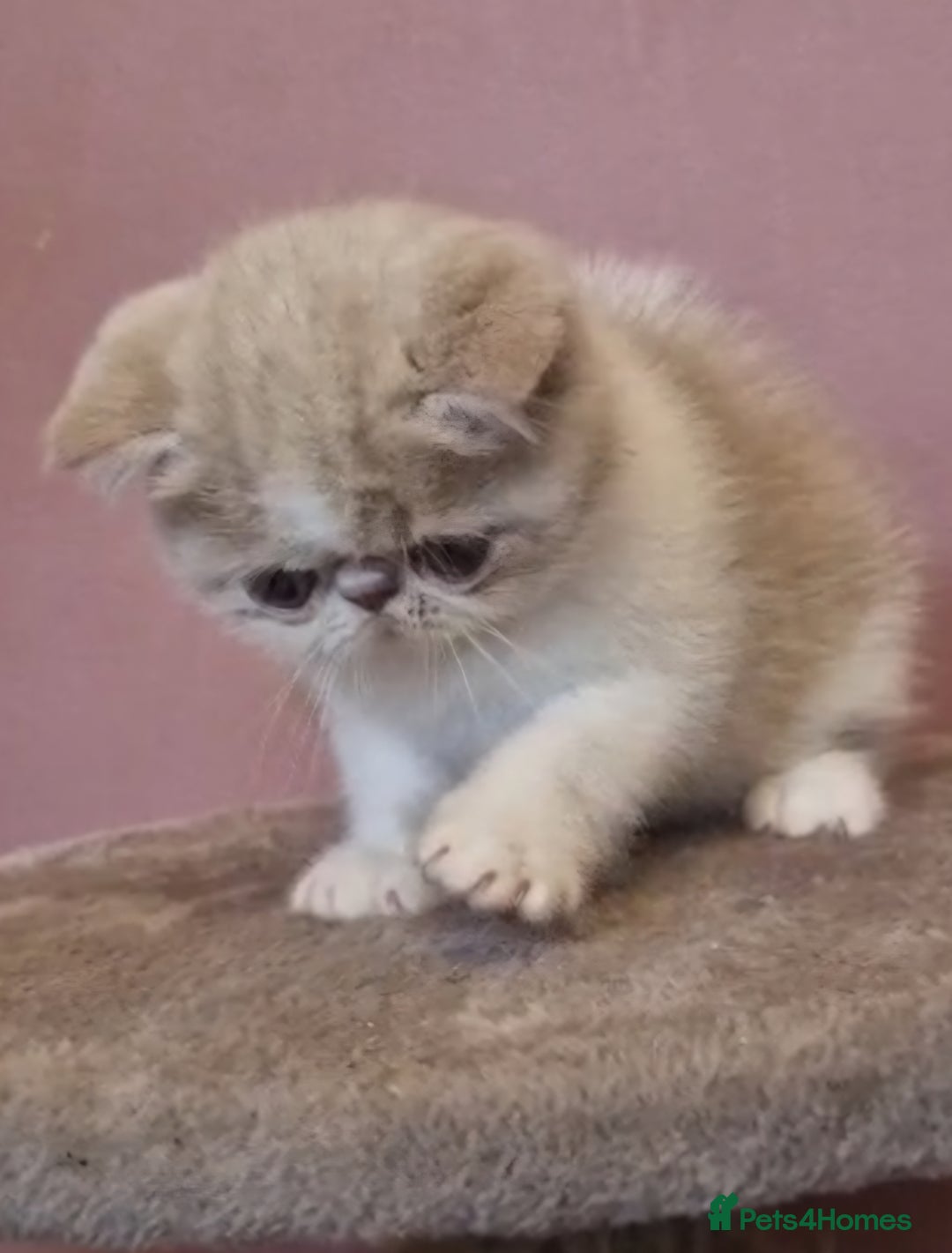 Exotic cats for sale: OUTSTANDING  QUALITY EXOTIC  KITTENS - Advert 19