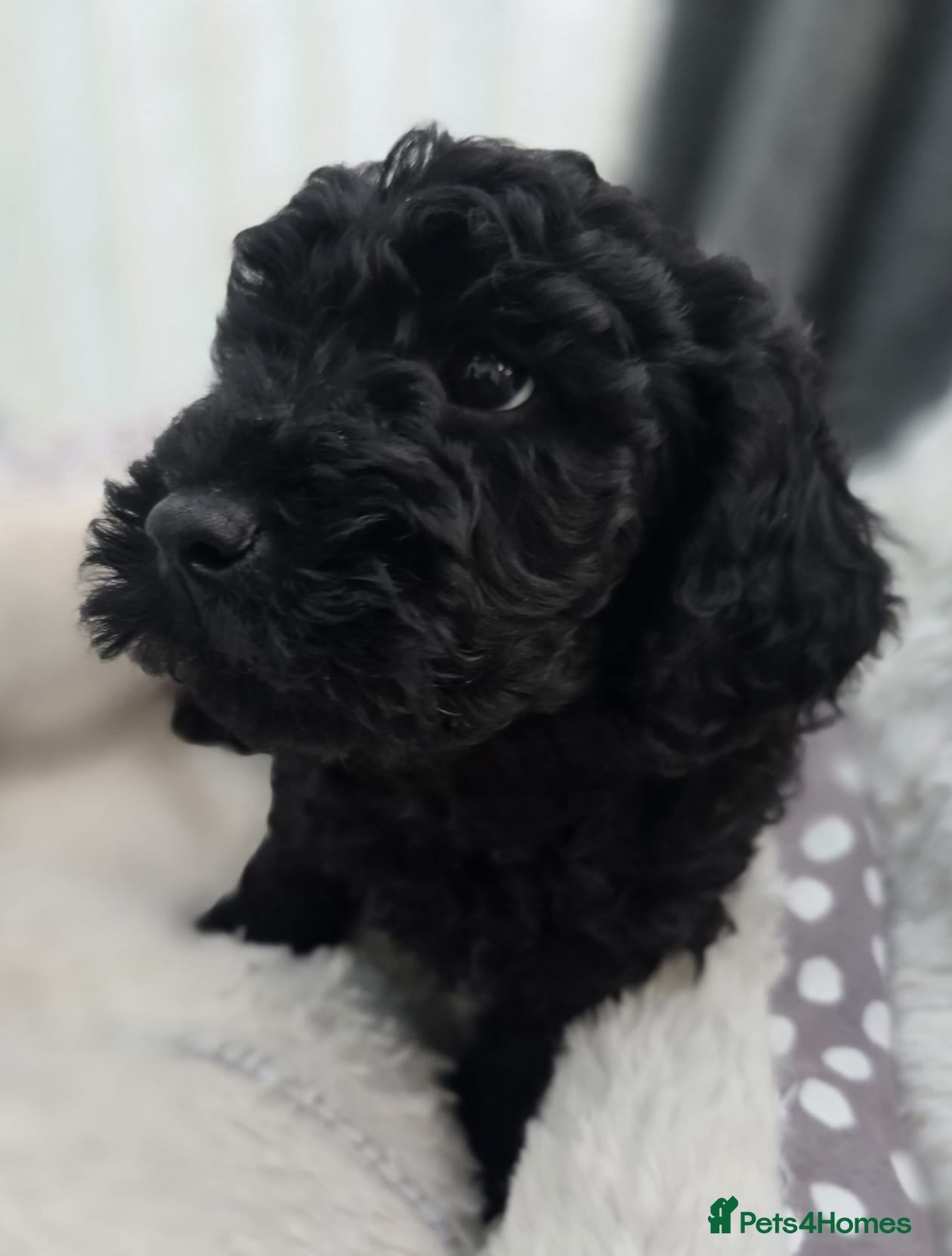 Labradoodle dogs Last puppy left ready now  8 weeks old - Advert 12