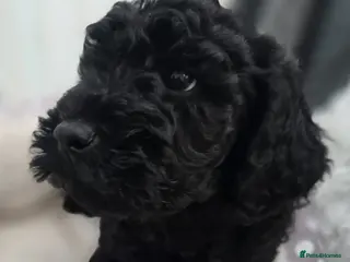 Labradoodle dogs Last puppy left ready now 8 weeks old - Advert 12