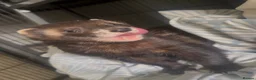 Ferret rodents for sale: Friendly neutered male ferret in Stafford - Advert 3