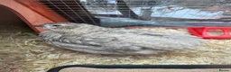 Quail poultry for sale: Male Quail For Rehome - Advert 2