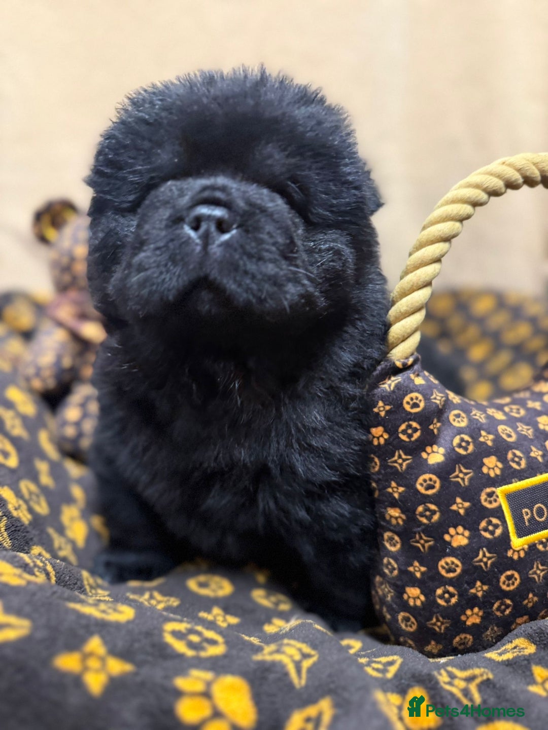 Chow Chow dogs for sale: 🏆 ** Just one Teddy Bear remaining  ** 🏆 - Advert 4