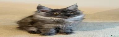 Maine Coon (Black) Serious Black- Black Smoke 