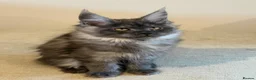 Maine Coon cats for sale: TICCA Registered MaineCoon Kittens (Pet Only)  - Advert 6