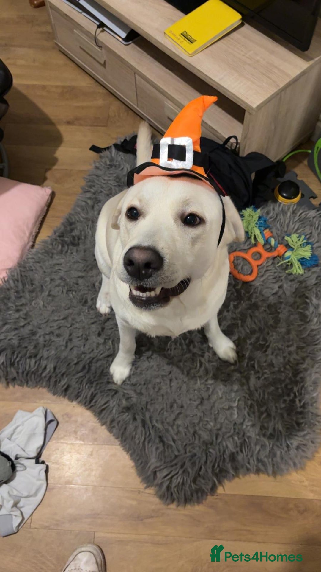 Labrador Retriever dogs for stud: White Labrador Stud – Smart & Loving Atlas - Image 3