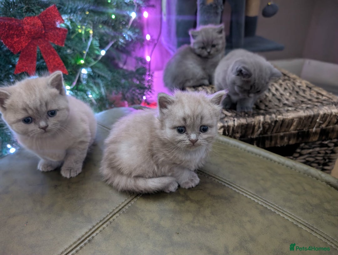 British Shorthair cats for sale: 4 British Short Hair  - Advert 6