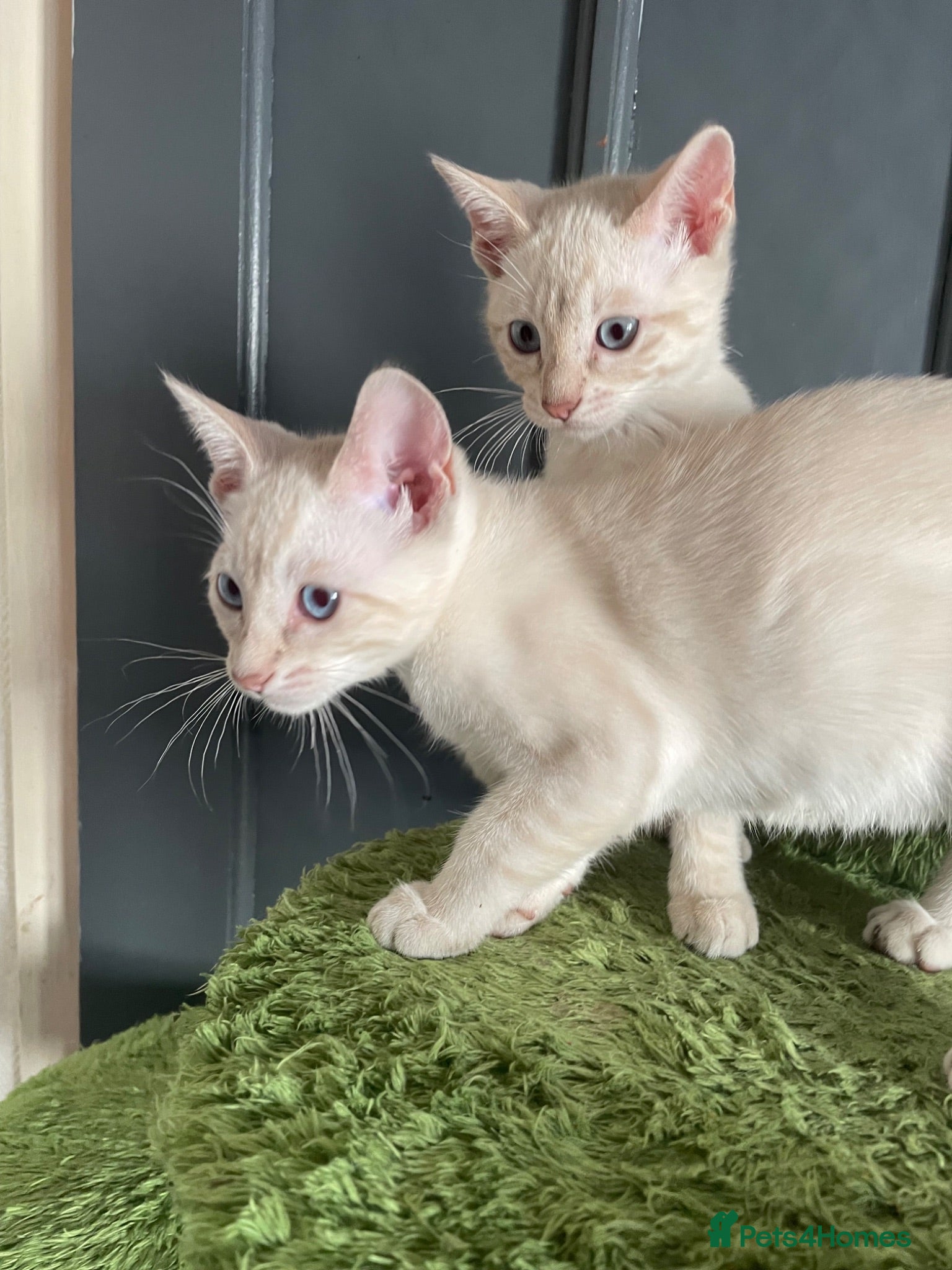 Bengal cats BEAUTIFUL❤️ OUTSTANDING KITTENS 🐈‍⬛ 3 LEFT ❤️ - Advert 16