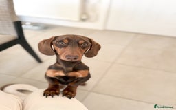 Miniature Dachshund dogs for stud: KC reg Mini Chocolate & tan STUD,Proven,PRA clear - Image 7