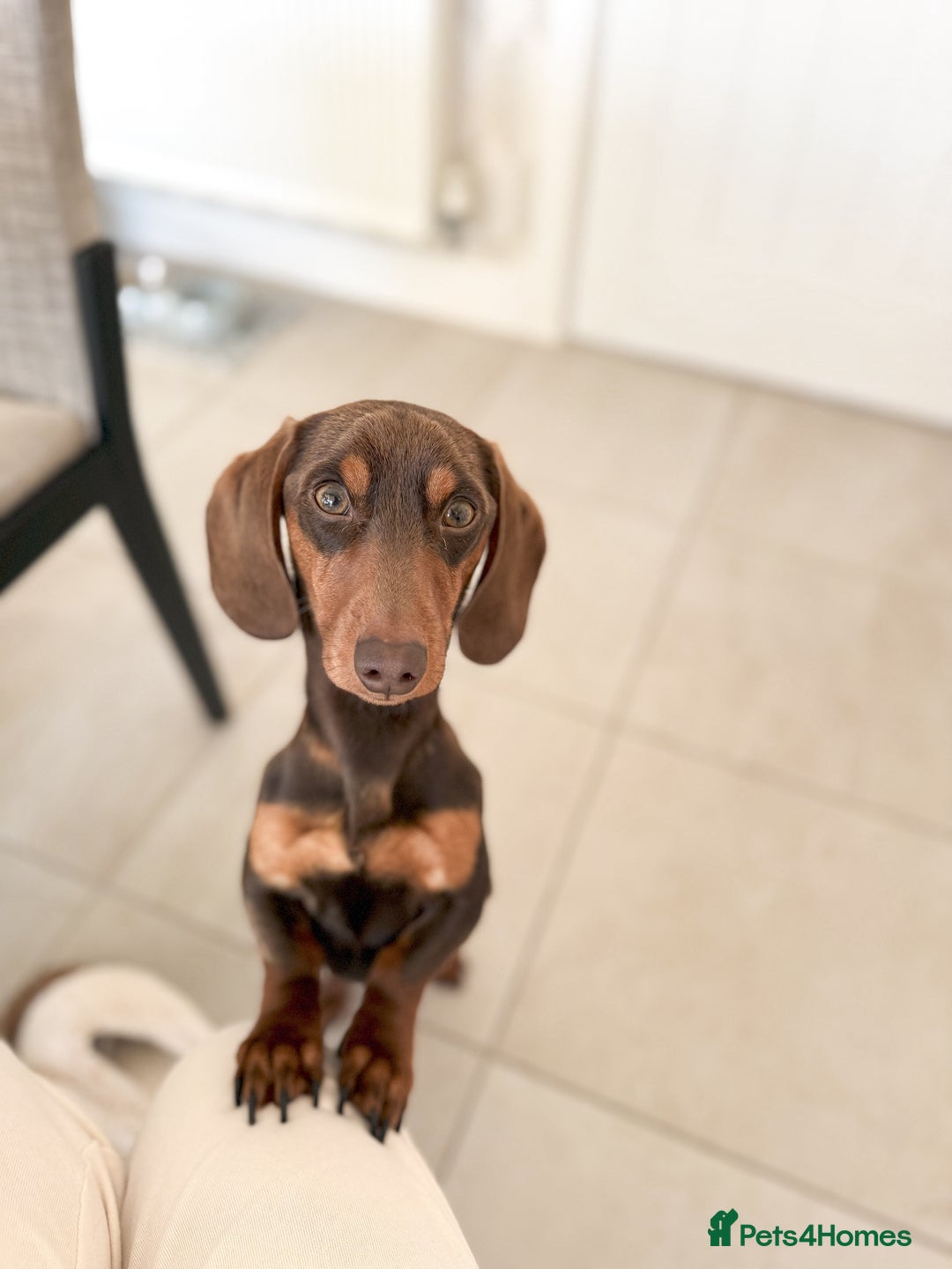 Miniature Dachshund dogs for stud: KC reg Mini Chocolate & tan STUD,Proven,PRA clear - Image 7