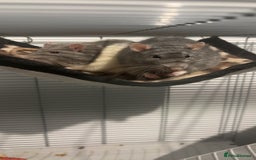 Rat rodents for sale: 2 rats with big cage and accessories  - Image 1