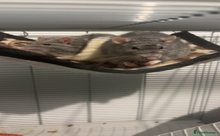 Rat rodents - Advert 3