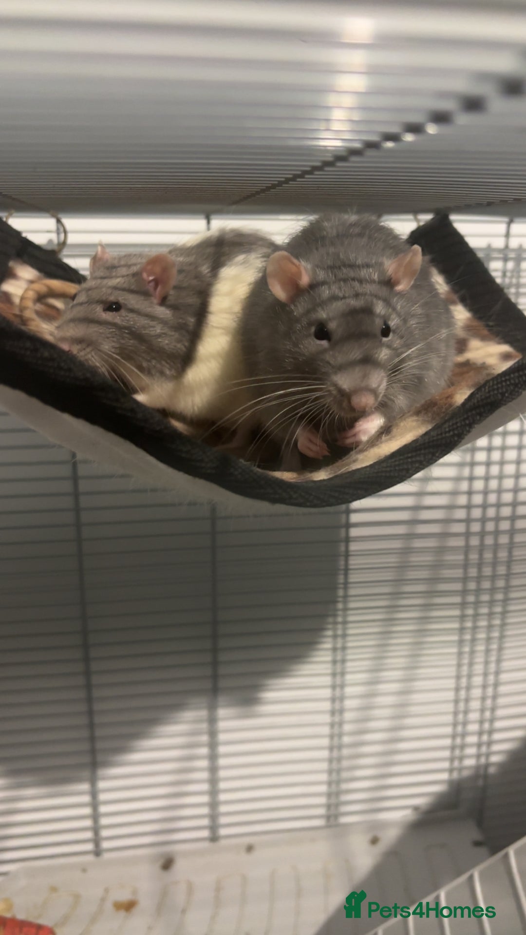 Rat rodents for sale: 2 rats with big cage and accessories  - Image 1