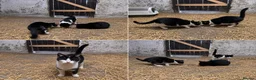 Mixed Breed cats for sale: 4 month old kittens in Sheffield - Advert 1