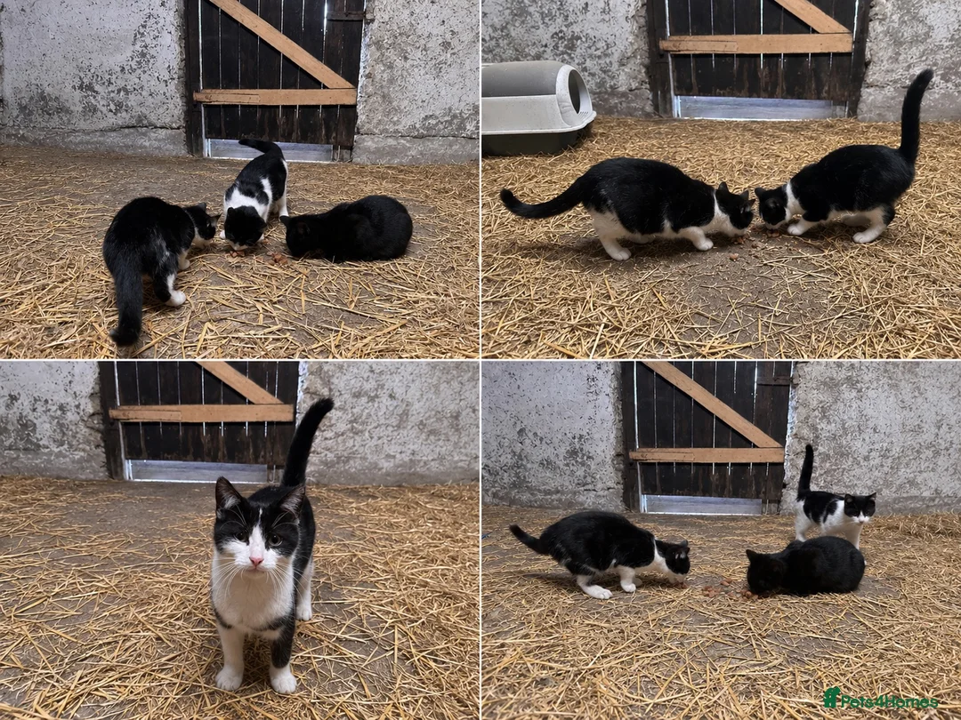 Mixed Breed cats for sale: 4 month old kittens in Sheffield - Advert 1
