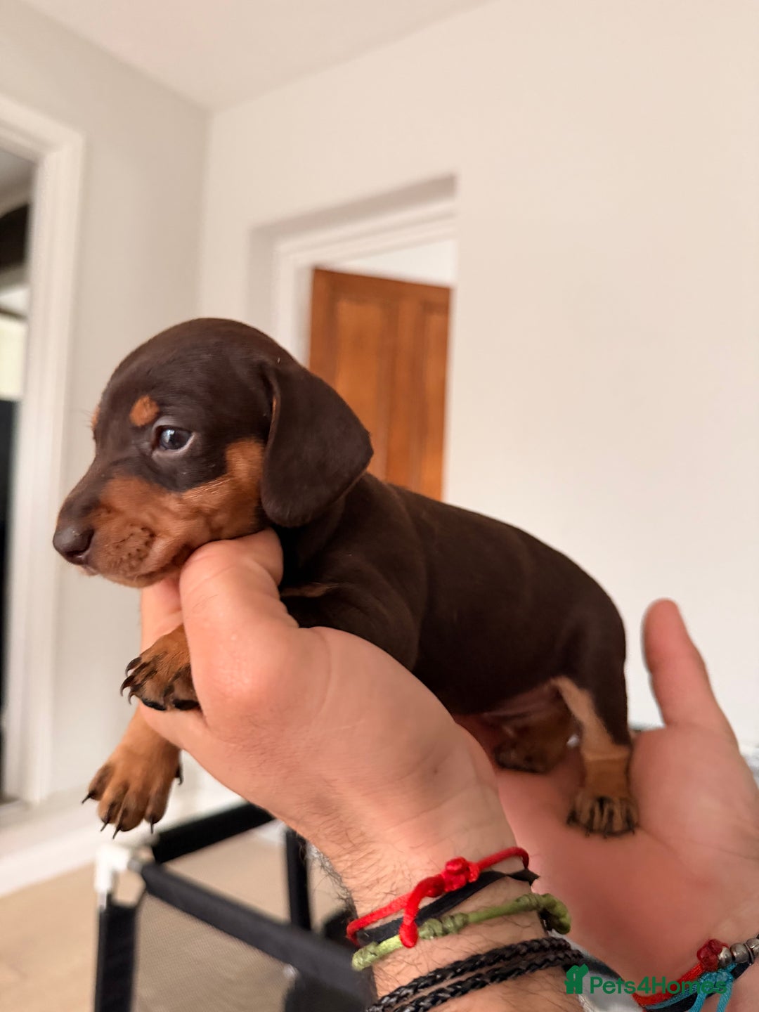 Mixed Breed dogs for sale: Miniature Dachshund × Dachshund Cockapoo Puppies - Advert 15