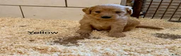 Labradoodle dogs for sale: Miniature Labradoodles frm licensed Exp breeder - Advert 28