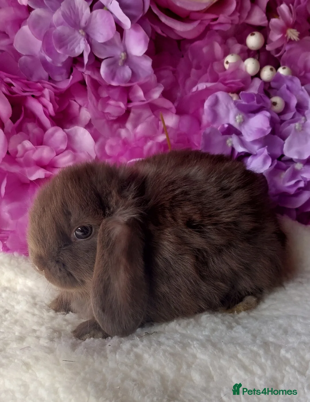 Mini Lop rabbits for sale: mini lops - Advert 7
