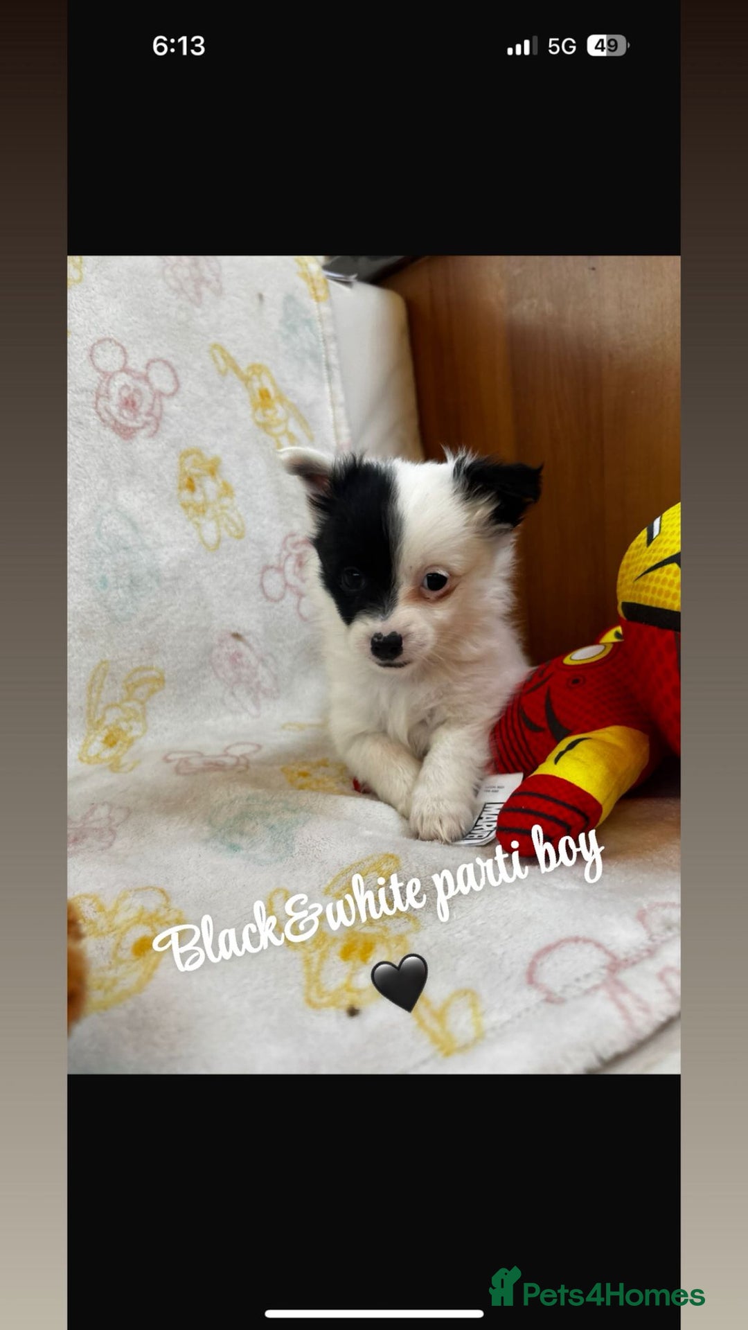 Chihuahua dogs for sale: Chihuahua puppies  - Image 3