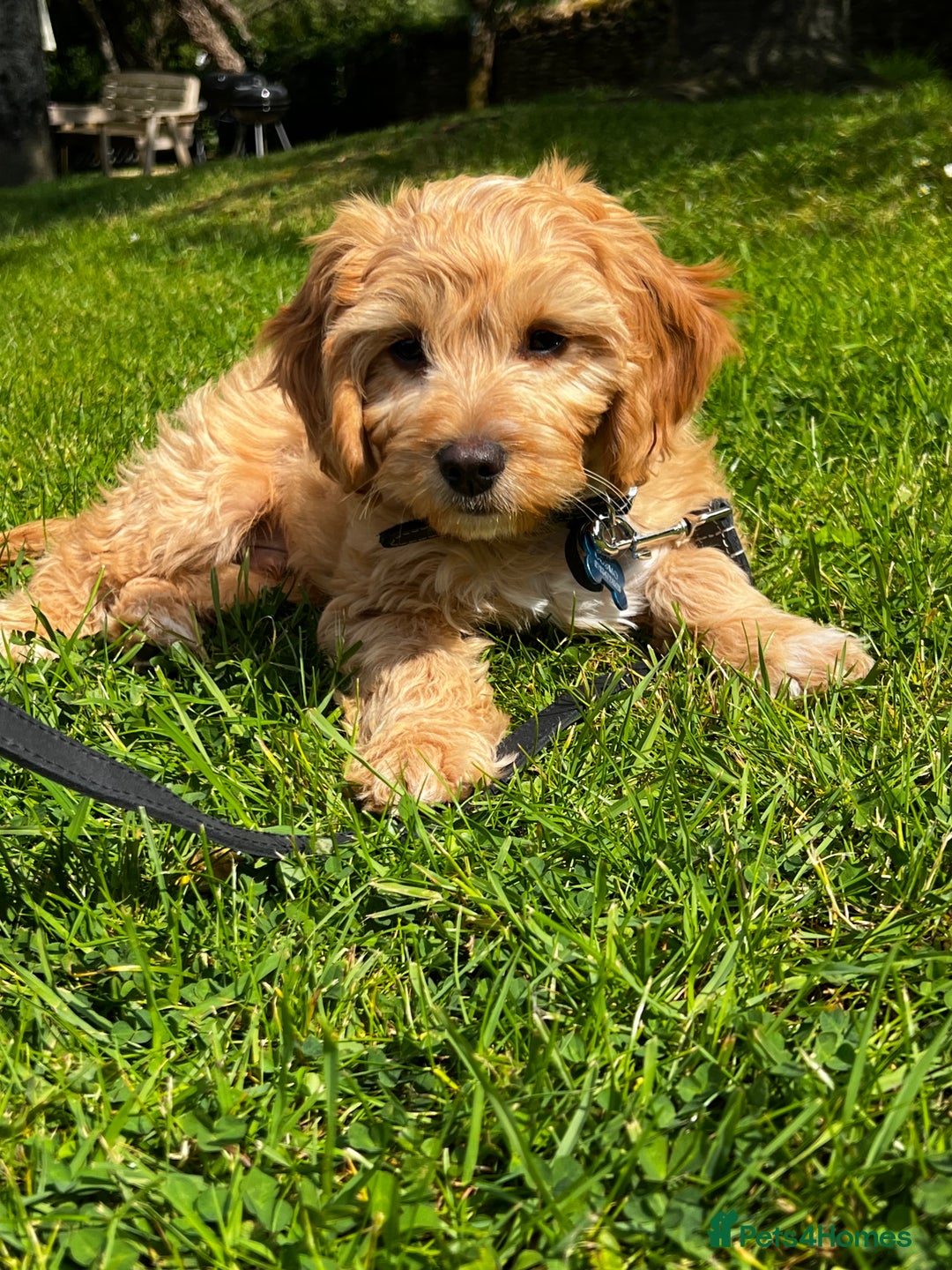 Toy Poodle dogs for stud: KC Registered Red Toy Poodle Fully DNA Tested in Radstock - Image 33