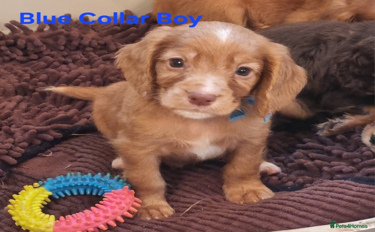 Cocker Spaniel dogs - Advert 16