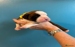 Boxer dogs for sale: Reduced last pup. Stunning Pedigree Boxer  - Advert 15