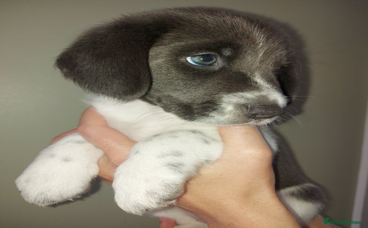 Mixed Breed dogs - Advert 1