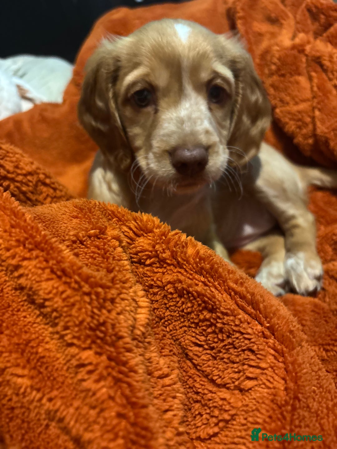 Cockapoo dogs for sale: Cockapoo Open to offers - Advert 6